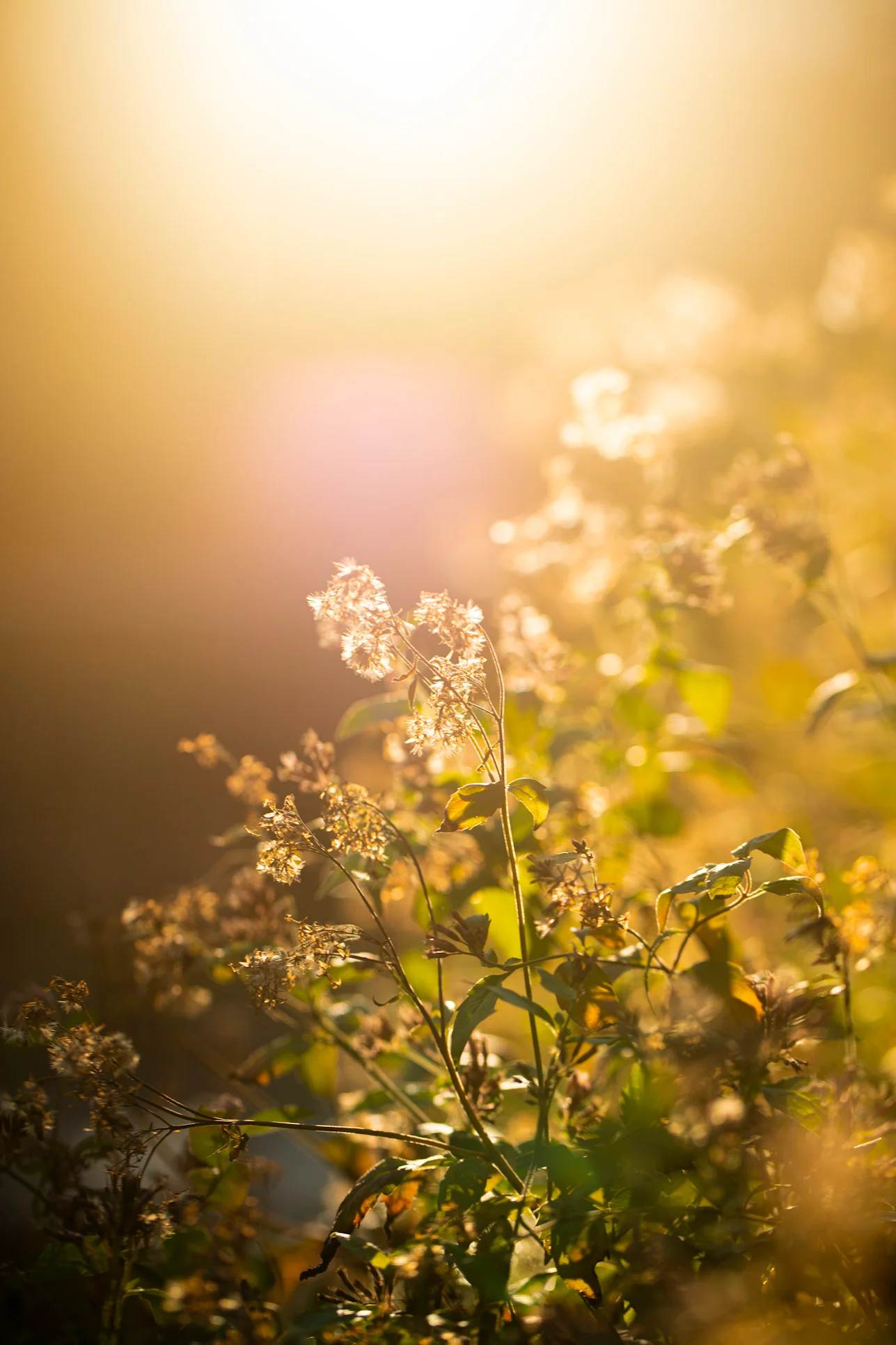 Beruhigende Landschaft für HypnoBirthing und Hypnose